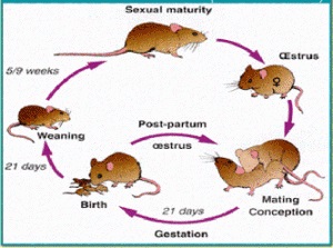 Rats-Life-cycle