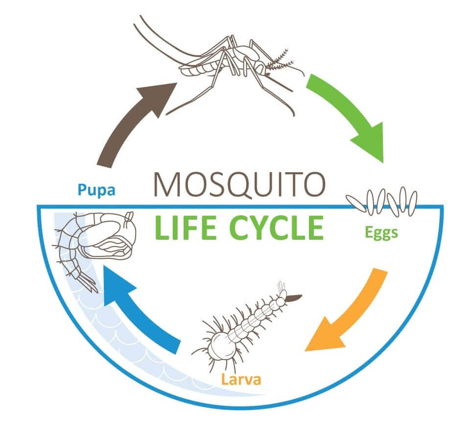 mosquito-life-cycle